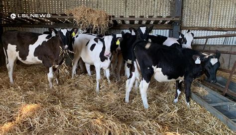 30 Reared Friesian Heifer Calves At Carnaross Mart On Wednesday 21st