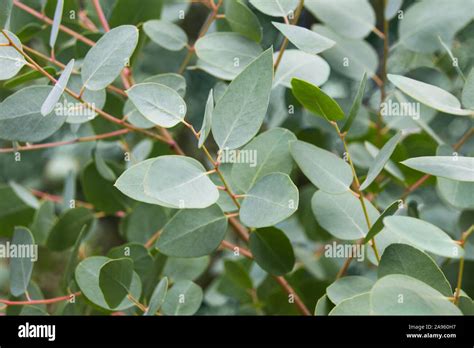 Eucalyptus Tree Leaves