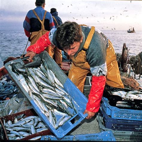 Instituto Geofísico Del Perú On Twitter Rt Minamperu 📢 Pesca 🐟