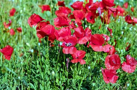 Darmowy Obraz Ogr D Lato Pola Kwiat Charakter Trawa Flora Poppy