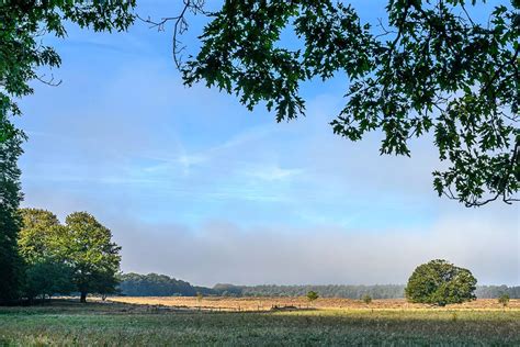 Roots Wandeling Planken Wambuis Bos Heide