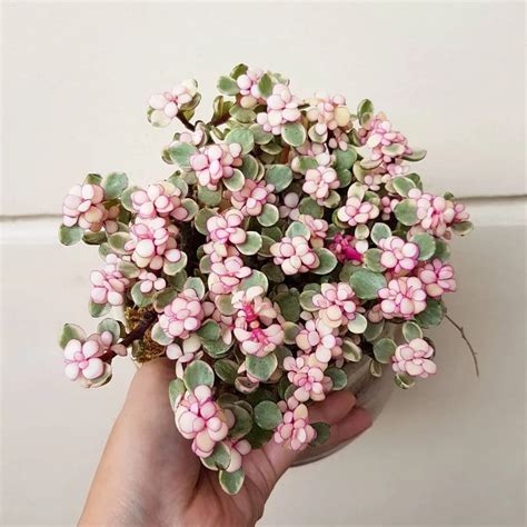 Portulacaria Afra Fiore Guida Completa Alla Coltivazione Di Questa