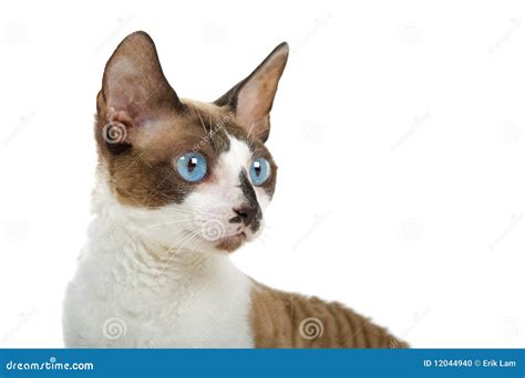 Portrait Of Cornish Rex Cat Stock Photo Image Of Eared Pointed 12044940