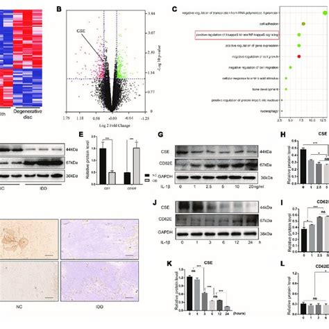 Cystathionine γ Lyase And Cd62e Expression In Np Tissues And Cells