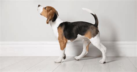 Tail Talk: A Tale of Dog Tail Types and Positions - Pet Scoop