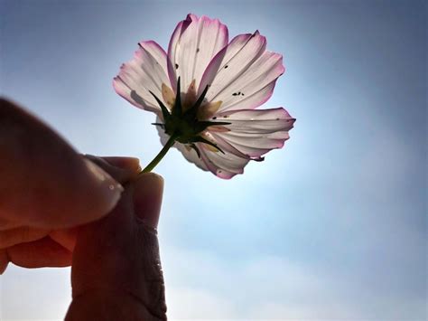 Premium Photo Close Up Of Hand Holding Flower Against Sky