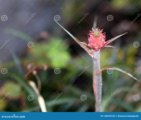 Ornamental pineapple stock image. Image of ornamental - 146569135