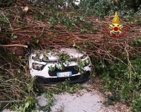 Montefano Albero Cade E Travolge Un Auto In Transito Intervento Dei