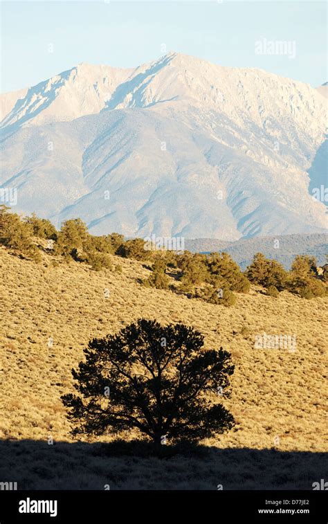 View Montgomery Peak Boundary Peak Nevada Usa Stock Photo Alamy