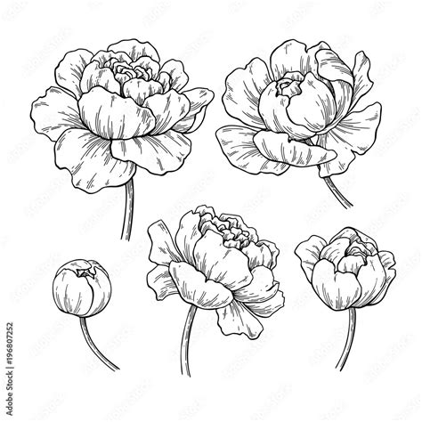 Peony Botanical Drawing Vector Hand Drawn Engraved Flower Set Stock