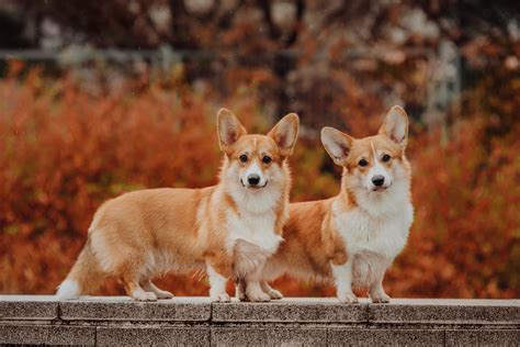 Welsh Corgi Pembroke: historia rasy, charakter, pielęgnacja, karma