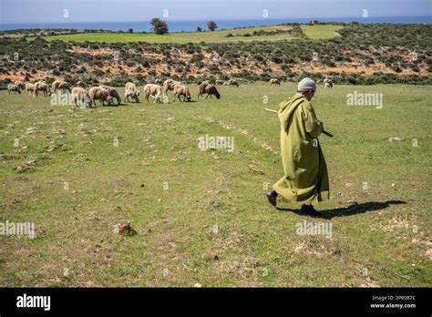 Portrait Of An Elderly Shepherd Dressed In A Green Djellaba Herding His Flock In The Vicinity Of