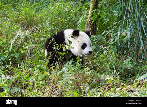 El panda gigante Ailuropoda melanoleuca de 2 años China Centro de