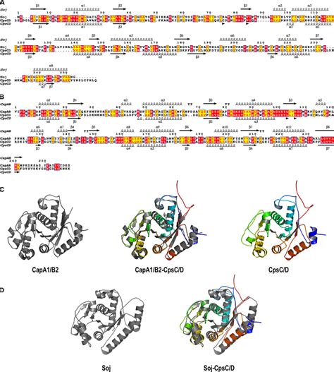 Sequences Alignments Secondary Structure Predictions And Molecular