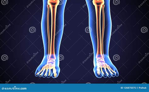 3D Illustration Of Human Skeleton Tibia And Fibula Bones Royalty Free