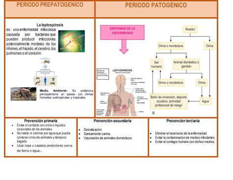 Leptospirosis Periodo Prepatogenico Periodo Patogenico La