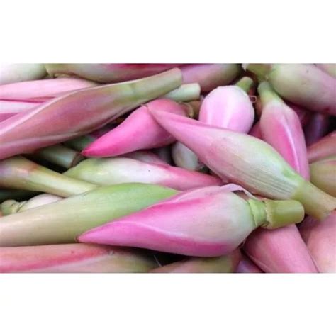 bunga kecombrang kincung  gram lazada indonesia