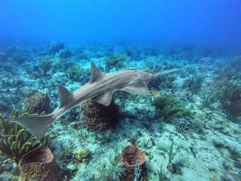 Sawfish Conservation Society