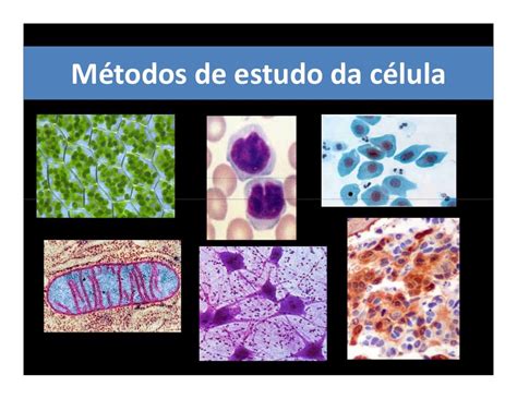 Aula 2 Métodos De Estudo Da Célula