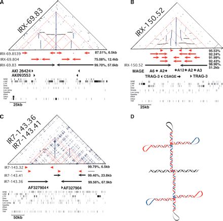 Inverted Repeat Structure Of The Human Genome The X Chromosome