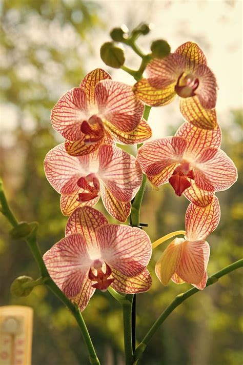 Orchid E De Phalaenopsis Concept Floral Astuces De Culture D Orchid Es