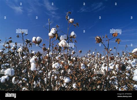 Cotton Cultivation