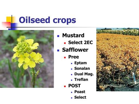 Ppt Weed Management In Brassica And Other Oilseed Crops Powerpoint