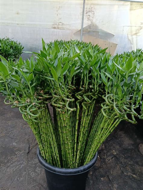 lucky bamboo – Dracaena Sanderiana – NBATAT