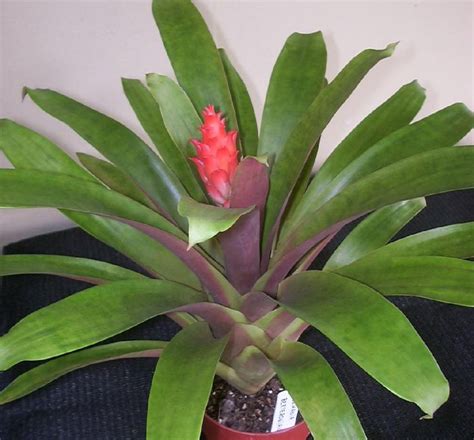 Pin By Hershey Chuck On Bromeliad Neoregelia Tillandsia Tropical