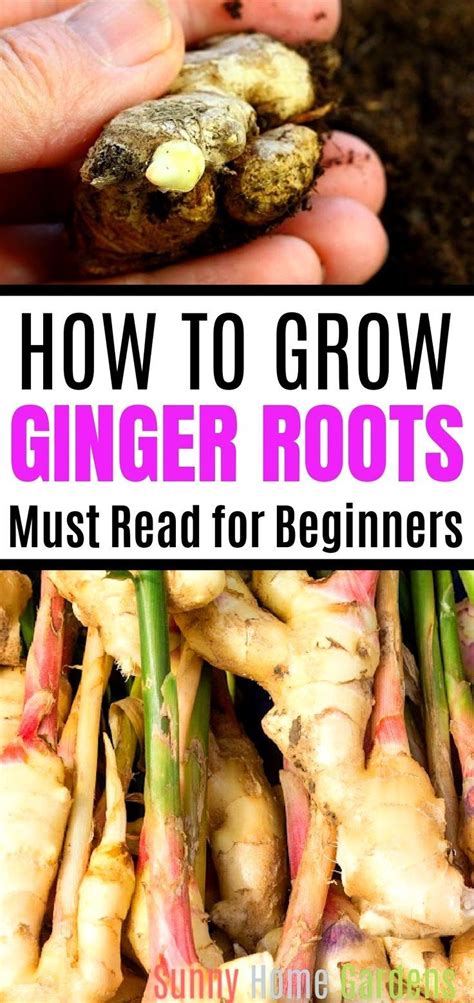 How To Grow Grocery Store Ginger Roots Growing Ginger Grow Ginger