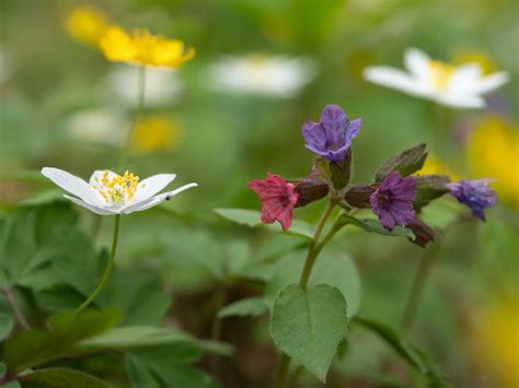 Frühblüher, tief im Wald Foto & Bild | pflanzen, pilze & flechten ...