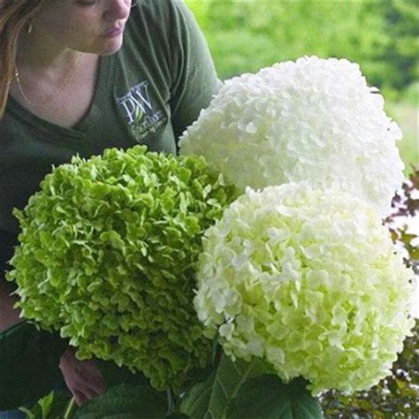 贝拉安娜绣球花苗耐寒耐晒大花木绣球庭院绿植香草草莓石灰灯 阿里巴巴