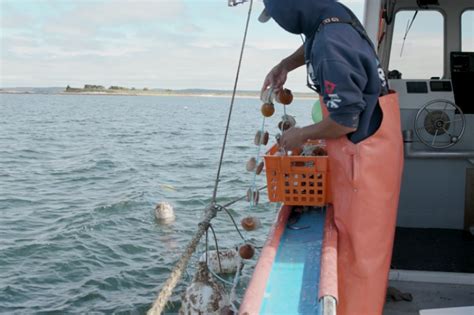 How Does Farming Sea Scallops Helps Fishermen Us Harbors