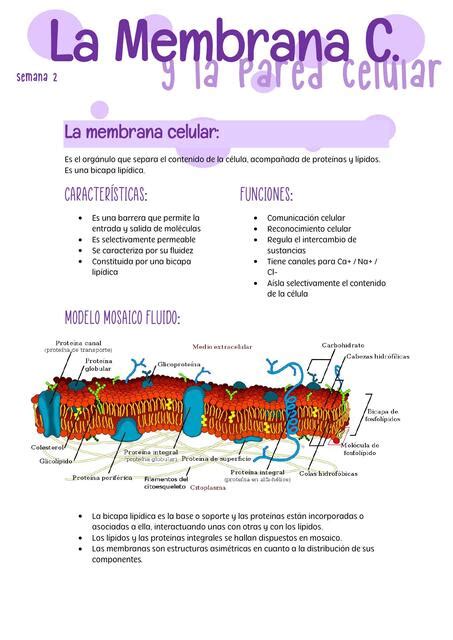 Membrana Plasmática y Pared Celular Alexandra Yamile Osorio Julca uDocz