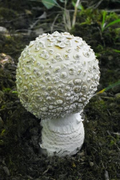 Premium Photo | Amanita sp var poisonous poison toxic white mushroom ...