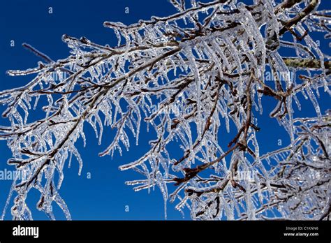 Ice Covered Tree Branches