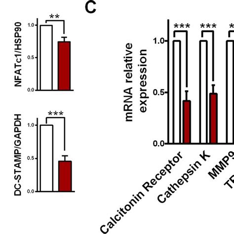 Srt2183 Inhibits Rankl Induced Nfatc1 Activation In Bone Marrow Derived