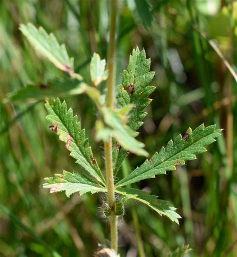 Sulphur Cinquefoil – Wildflowers of Little Bass Lake