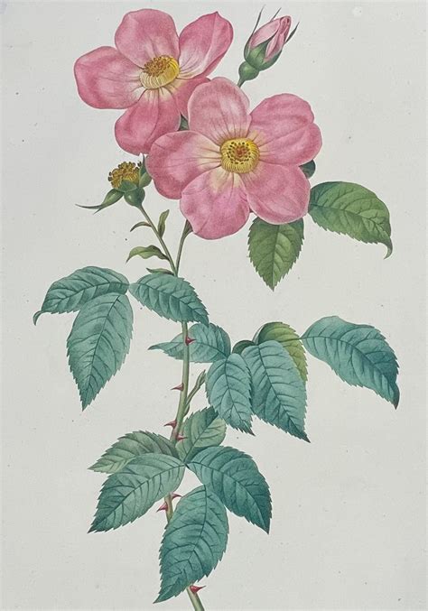 At Auction Pierre Joseph Redout Redoute Rare Large Folio Rose