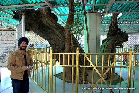 Beri Tree Baba Budda Sahib Golden Temple Amritsar India