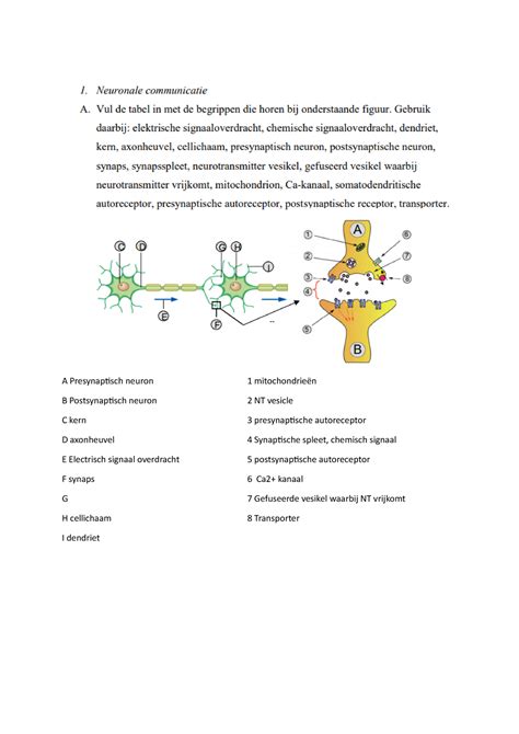 Wc Werkcollege A Presynaptisch Neuron Mitochondrie N B