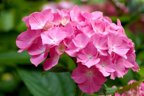 5 Must-Grow Dwarf Hydrangea Cultivars For A Narrow Border Or Garden Bed ...