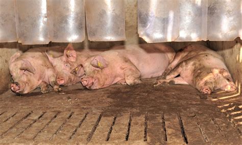 Pigs Lying On Left Side Could Indicate Stomach Ulcers Pig World