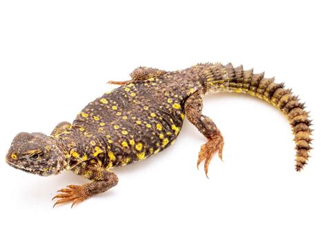 Dwarf Caiman For Sale - Pet City Houston
