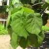 Plantfiles Pictures Talipariti Species Beach Hibiscus Cottontree