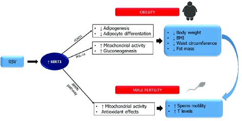 Effects Of Sirtuin 1 Sirt1 Activation By Resveratrol Rsv On Obesity Download Scientific