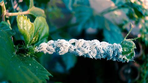 Mealybugs Environmental Factor