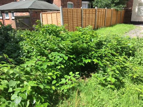 Japanese Knotweed In Bath Japanese Knotweed Expert Japanese