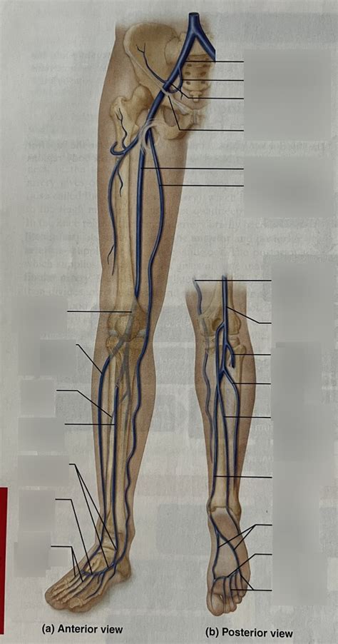 Veins Lower Limb Diagram Quizlet