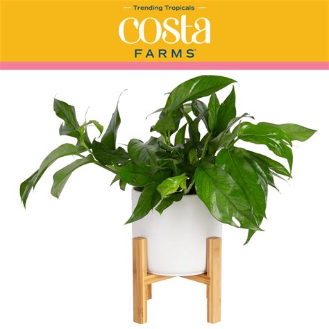 Costa Farms Trending Tropicals Live Indoor 12in Tall Baltic Blue Pothos Indirect Light Plant